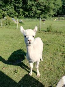 un cordero blanco parado en un campo de hierba en Mühlenhof, en Stadtkyll