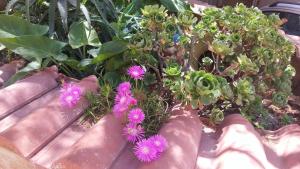 A garden outside Casa Josephine