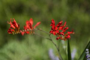 Fotografia z galérie ubytovania Apartmani Loreta v Mali Lošinj