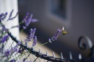Fotografia z galérie ubytovania Apartmani Loreta v Mali Lošinj