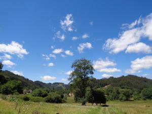 a tree in a field with a blue sky at Casa Estrella in Pravia +7 photos