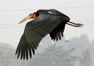 Ảnh trong thư viện ảnh của Tharu Mahal ở Sauraha