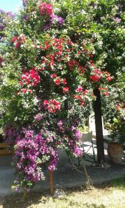 a bush with pink flowers and a bench at Joanna's Studios in Lassi