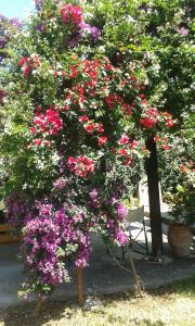 un arbusto con flores rosas y un banco en Joanna's Studios, en Lassi
