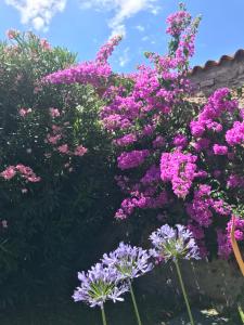 Ogród w obiekcie Casa Angela