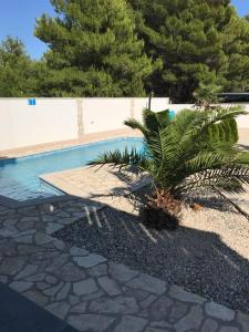 una piscina con una palmera en un patio en Villa Santa Barbara en Vrsi