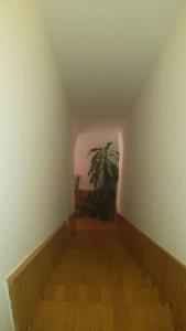 una escalera con una maceta en una habitación en Apartman Daris&Emma, en Bihać