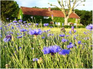 a field of purple flowers in front of a house at Auberge de la Tuilerie in Andryes