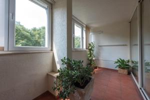 an empty hallway with potted plants and two windows at Apartment Vilea in Split