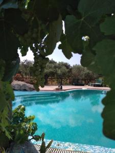 a blue swimming pool with a bunch of grapes at Volidiera Guesthouse in Lixouri