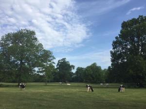 un grupo de vacas pastando en un campo en residence brainoise 2 en Braine