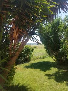 a palm tree in a field of grass at les alicantes in Coursan