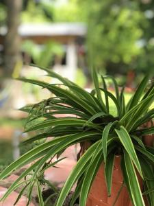 Zahrada ubytování Yaxche Centro Hostal y Camping