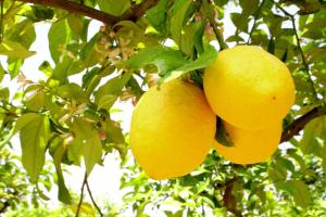 Φωτογραφία από το άλμπουμ του Terra Dei Limoni σε Noto Marina