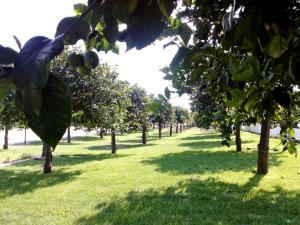 Κήπος έξω από το Terra Dei Limoni