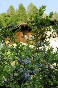 Taman di luar B&B il Sambuco