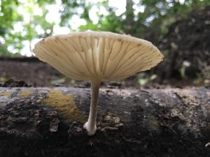Fotografie z fotogalerie ubytování Hotel Hacienda San Lucas v destinaci Copan Ruinas