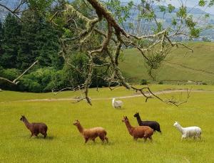 Gallery image of Aorangi Highland Country Retreat in Rotorua