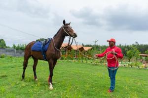 a man holding a horse in a field at Trippr Chikkamagaluru in Chikmagalūr