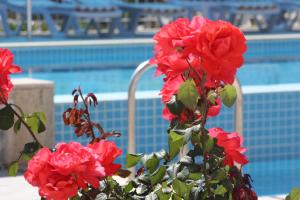 a bunch of red flowers in front of a pool at Rose Hotel B&B in Patara