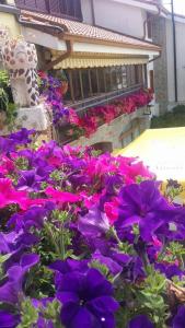 Un mazzo di fiori viola davanti a un edificio. di Agriturismo Al Nido Degli Aironi a Sanremo