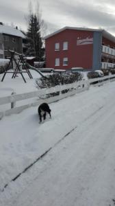 un gato negro caminando por una calle cubierta de nieve en Haus Wiesengrund, en Friedrichsbrunn