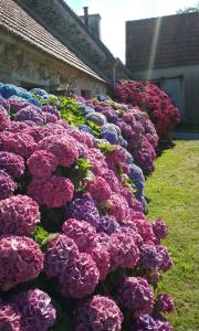 La ferme de Lec'h Hameury في بليستين ليه غريفيس: صف من الزهور الزهرية والأرجوانية بجوار مبنى