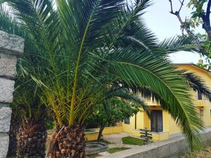a palm tree in front of a yellow building at B&B 500 Miglia  in Tempio Pausania