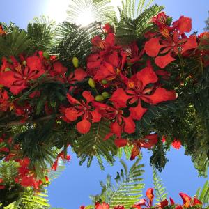 un montón de flores rojas colgando de un árbol en Apartamentos Flamboyant Adults Only, en Puerto del Carmen