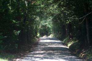 una strada sterrata con alberi su entrambi i lati di B&B La Cappellania a Montegiorgio