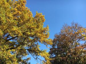 dwa drzewa z żółtymi liśćmi na niebie w obiekcie Stadt-Gut-Hotels - Das Kleine Hotel w mieście Weimar