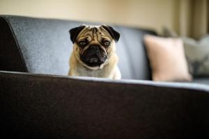 a pug dog sitting on a chair looking at the camera at Laura´s Smart Apartment in Innsbruck