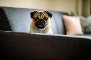 un perro cachorro sentado en una silla mirando a la cámara en Laura´s Smart Apartment, en Innsbruck