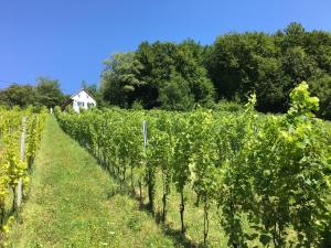 Aed väljaspool majutusasutust Bio-Weingut Leitner