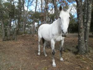 a white horse standing next to a tree at Lorgues, La Tourelle, immense piscine, plongeoir, vue, au grand calme in Lorgues