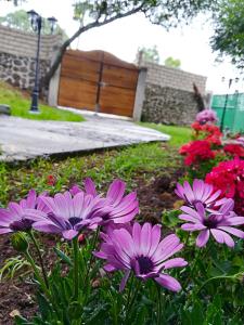 un grupo de flores púrpuras en un jardín en La Mora Casa de Campo, en Huasca de Ocampo