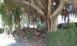 A garden outside CARPE DIEM Studio