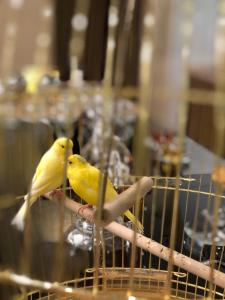 dos pájaros amarillos están sentados en una jaula de pájaros en Grand Hotel Uyut, en Krasnodar