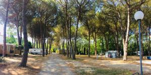 eine unbefestigte Straße durch einen Wald mit Zelten in der Unterkunft Camping Maureillas in Maureillas