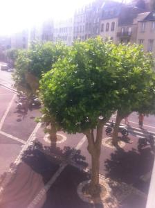 a group of trees on a city street at le flibustier in Granville