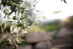 Ảnh trong thư viện ảnh của Kräutererbe Bacherhof ở Nalles