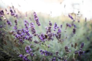 Ảnh trong thư viện ảnh của Kräutererbe Bacherhof ở Nalles