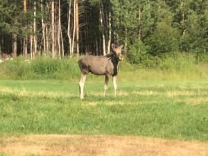 a moose standing in a field of grass at Furuly Camping in Nordberg