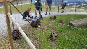 Altri animali domestici presso la locanda o nei dintorni