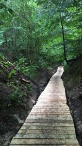 a wooden path in the middle of a forest at Domek obok Willi w Rozewiu in Jastrzębia Góra