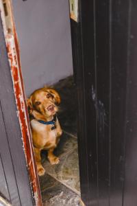 Pet or pets staying with guests at Inn On The Coast 