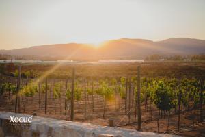 a view of a vineyard with the sun shining on the vines at Vinos Xecué in Ensenada