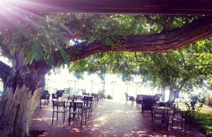 Zahrada ubytování Apartmani Alex Beach