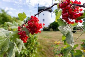 ニエホジェにあるWindmill vacation home in Ledzin near Baltic Seaの家並木の赤果実