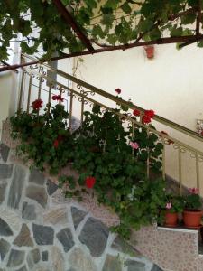 Zahrada ubytování Viktoria House